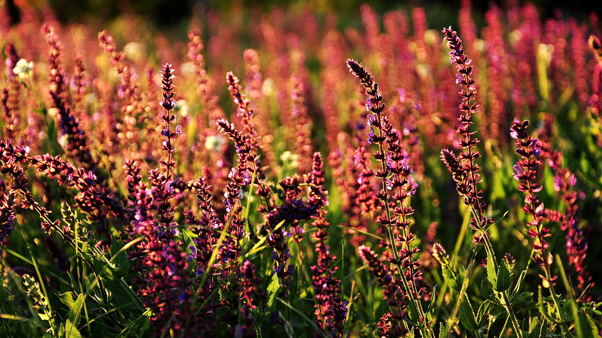 熊猫体育娱乐-“诺克·达维德·彼得森的赛场表现引起橄榄球圈广泛关注”