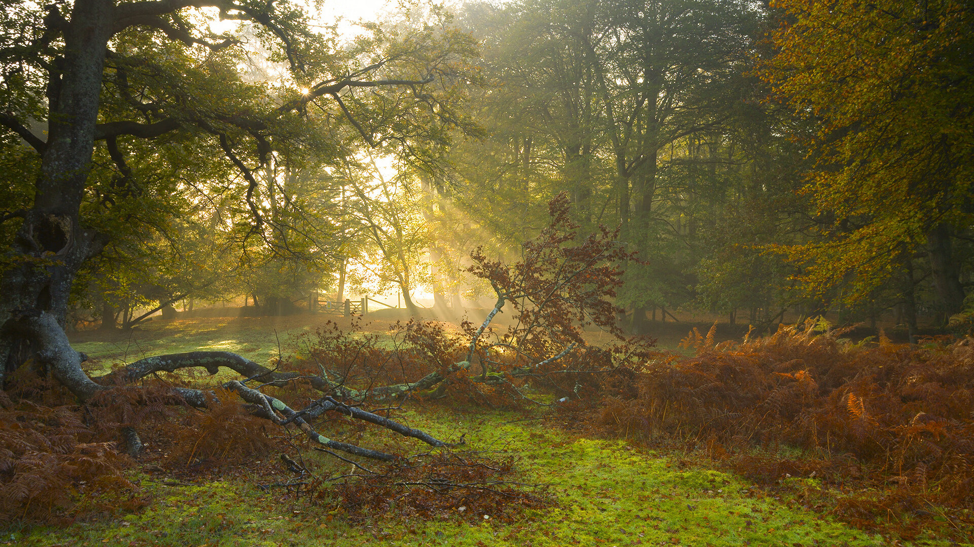 熊猫体育全站-美洲杯明星表现:突破、助攻,精彩不停!,美洲杯巨星
