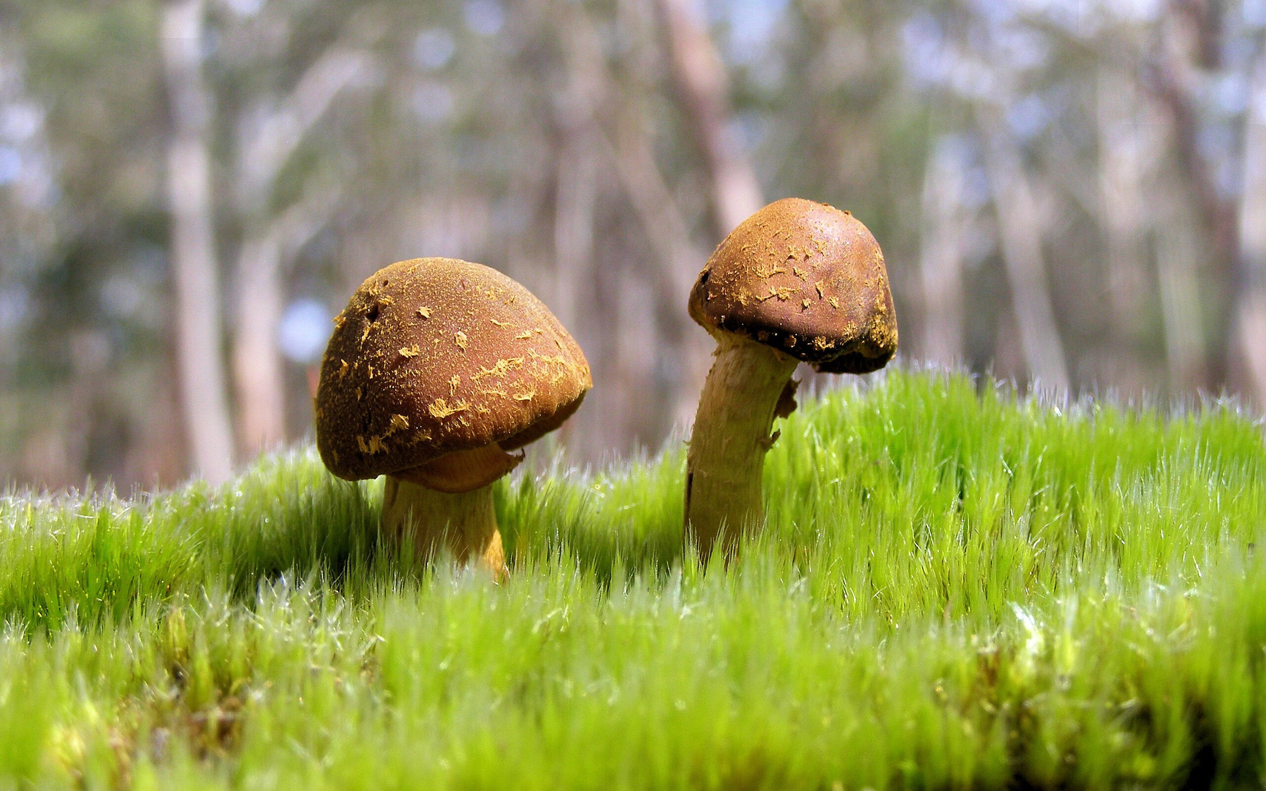 Panda Sports-阿根廷年轻天才逐步崭露头角,球队未来充满希望